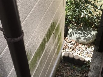 コケの生えた外壁