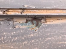 屋根 現地調査