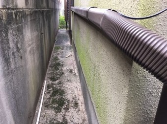 外壁 現地調査 コケ付着